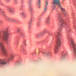 キンギョハナダイ