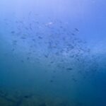 魚群