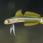 スジクロユリハゼ