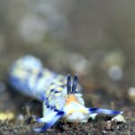 ケイウミノウミウシ