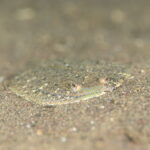 コウベダルマガレイ