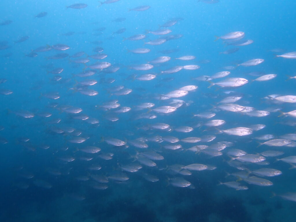 あなたはだぁれ？