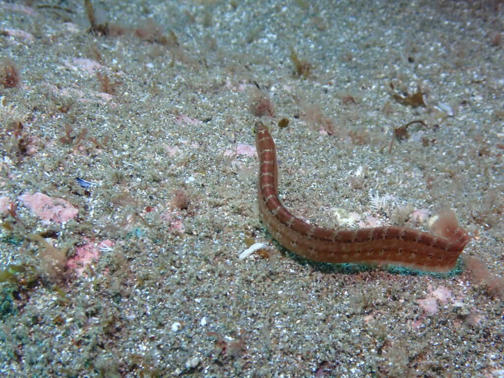 あなたはだぁれ？