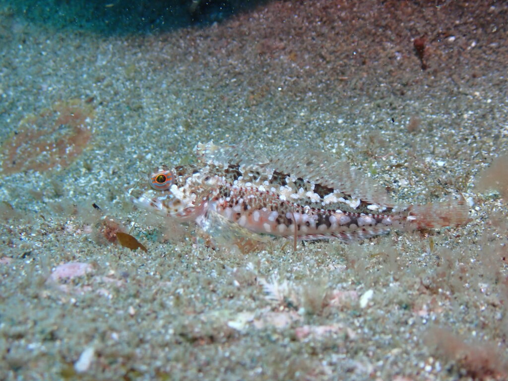 あなたはだぁれ？