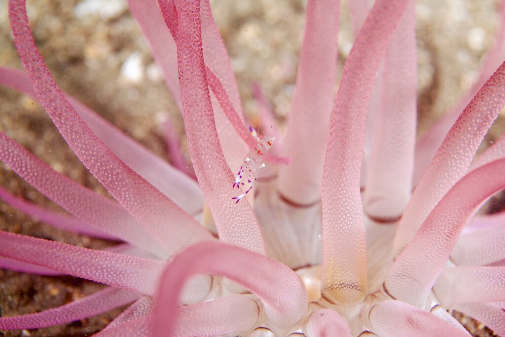 スナイソギンチャク