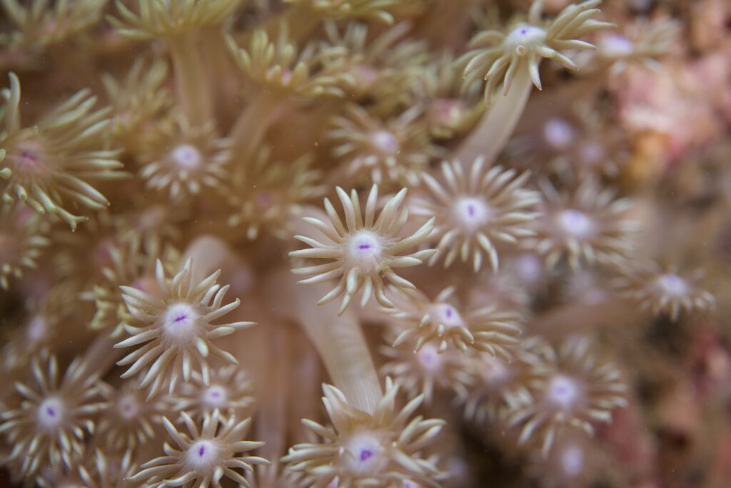 ハナガササンゴ