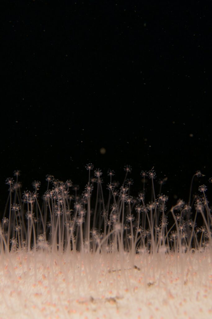 ハナヤギウミヒドラ