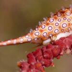 ツリフネキヌヅツミ