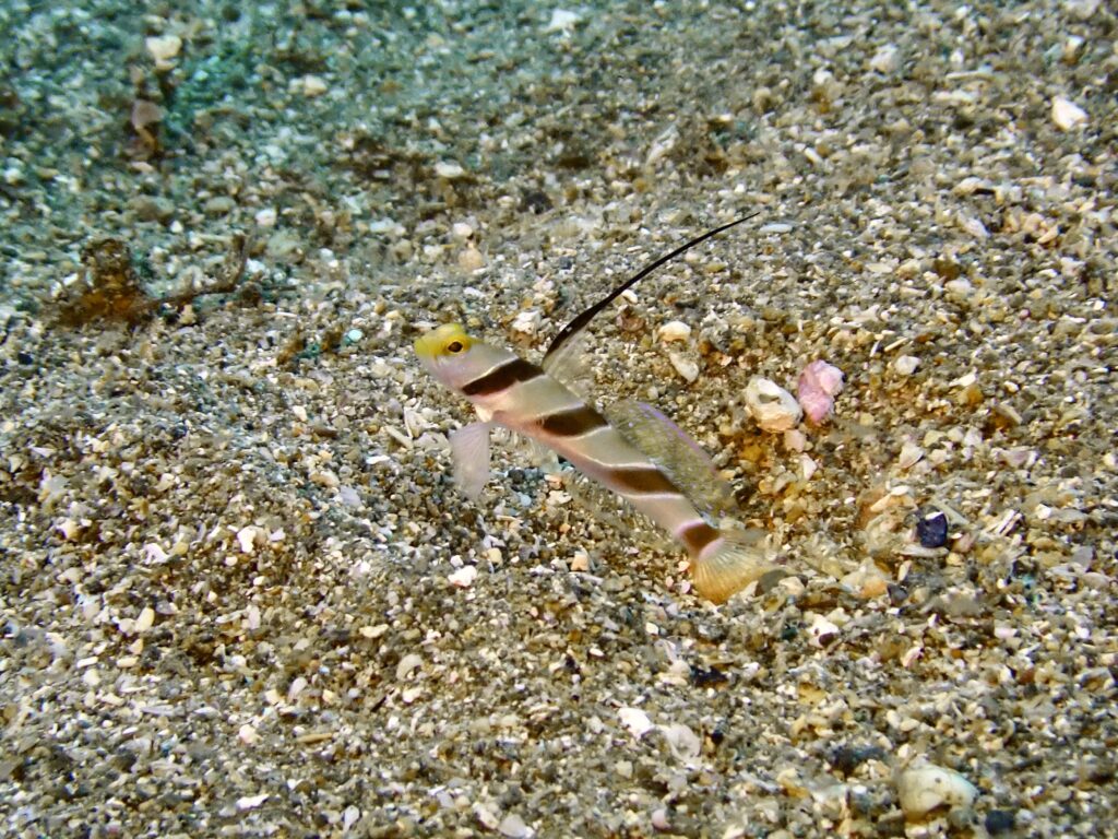 ヒレナガネジリンボウ