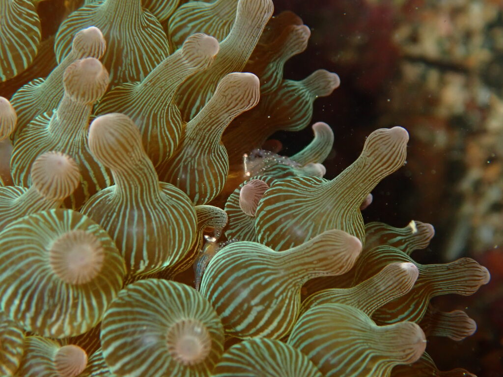 カザリイソギンチャクエビ