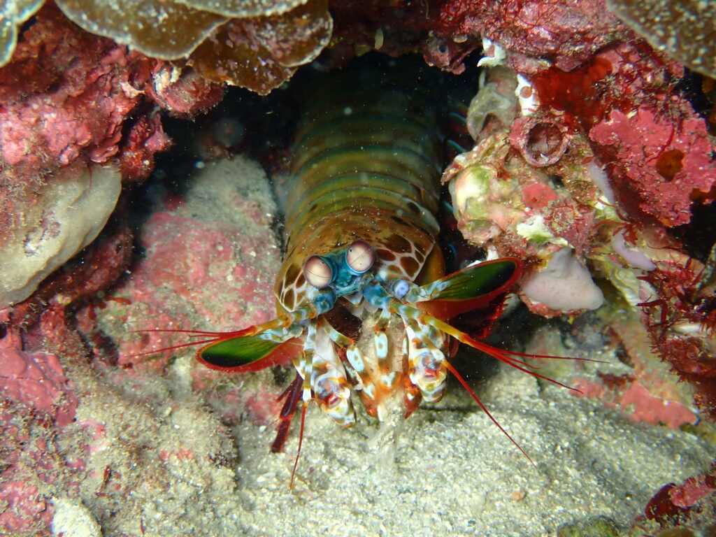 モンハナシャコ