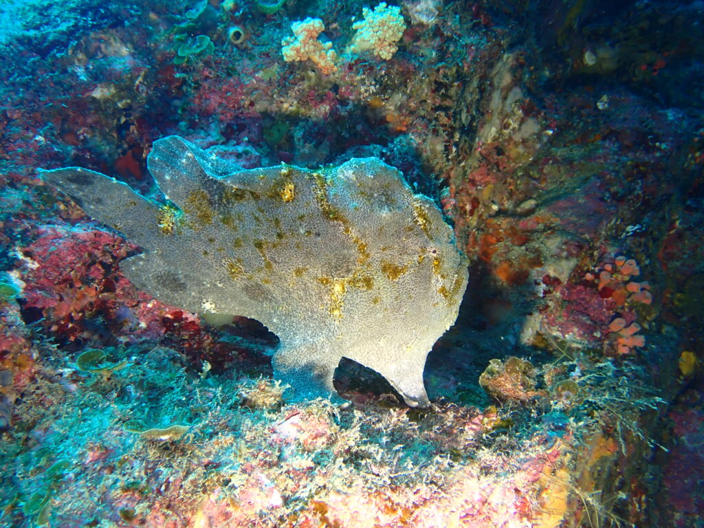 オオモンカエルアンコウ