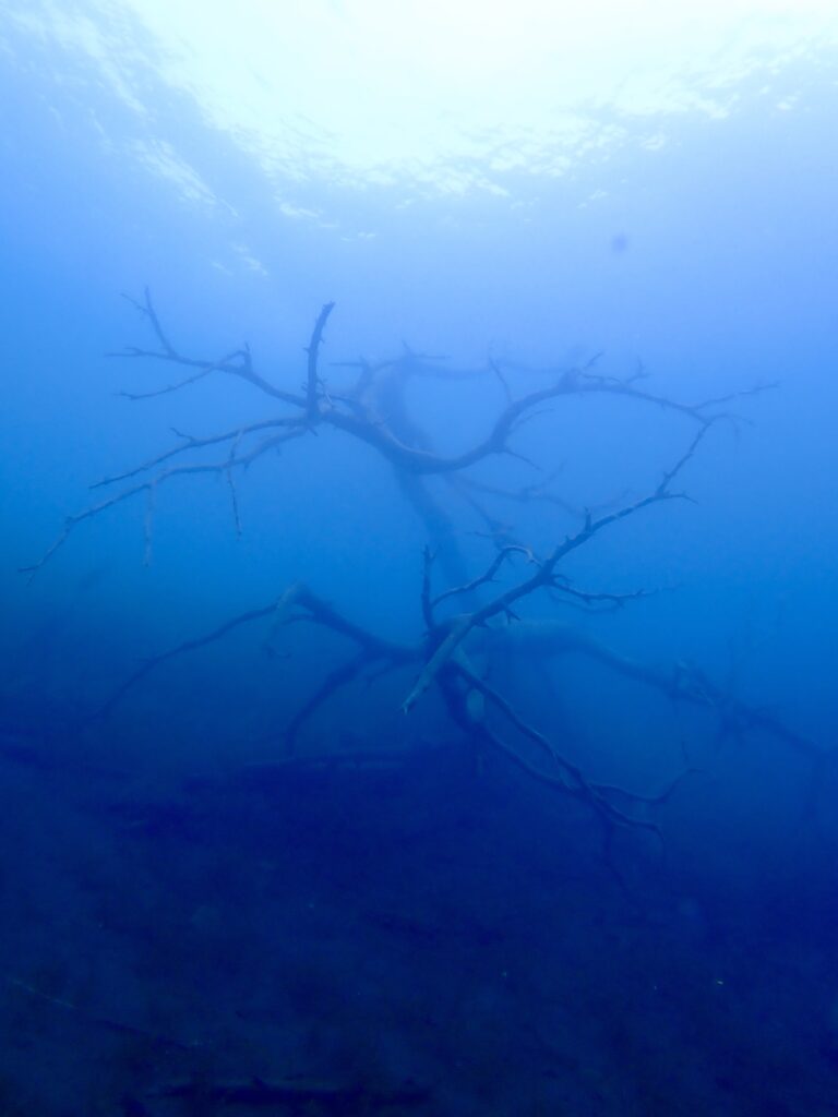 ホーンテッドマンション