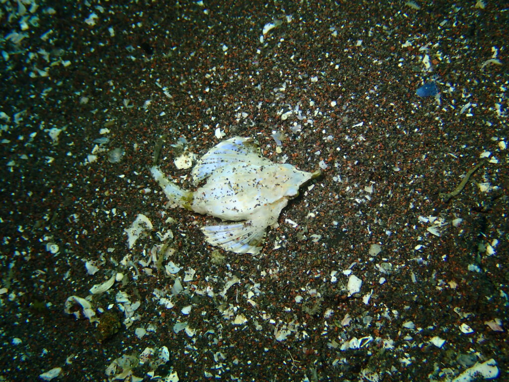 テングノオトシゴ