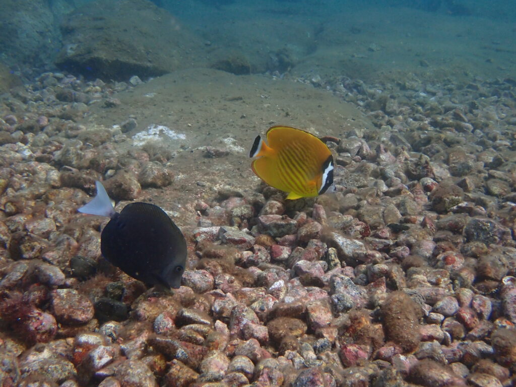 ツキチョウチョウウオ
