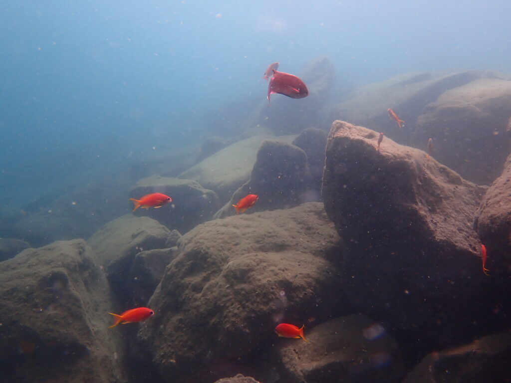 キンギョハナダイ
