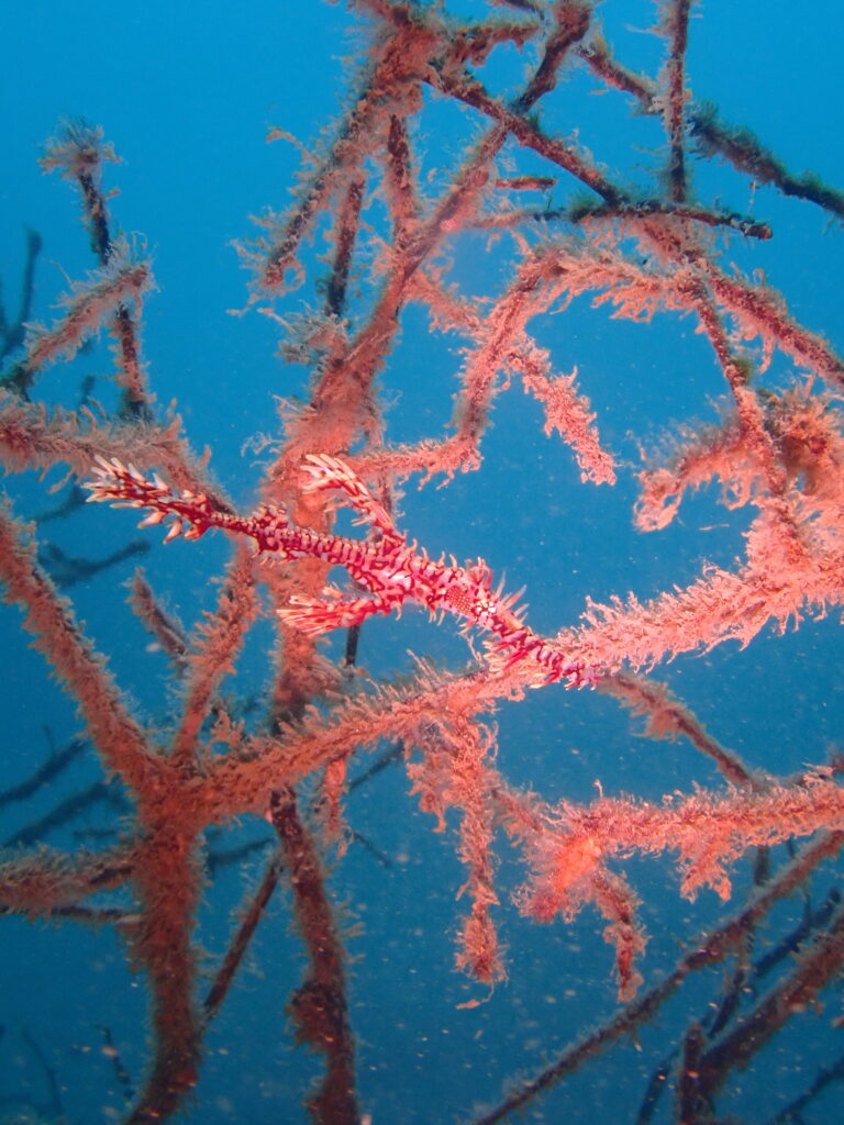 ニシキフウライウオ