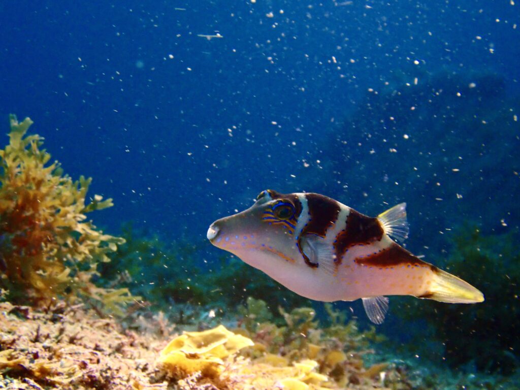 ハナキンチャクフグ