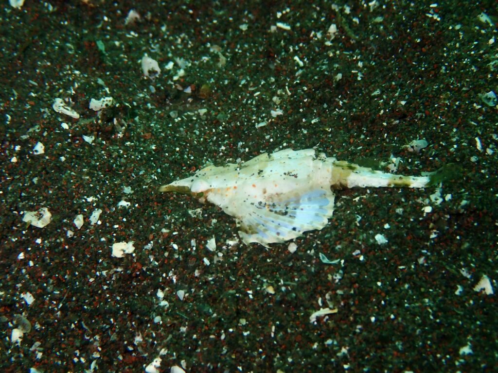 テングノオトシゴ