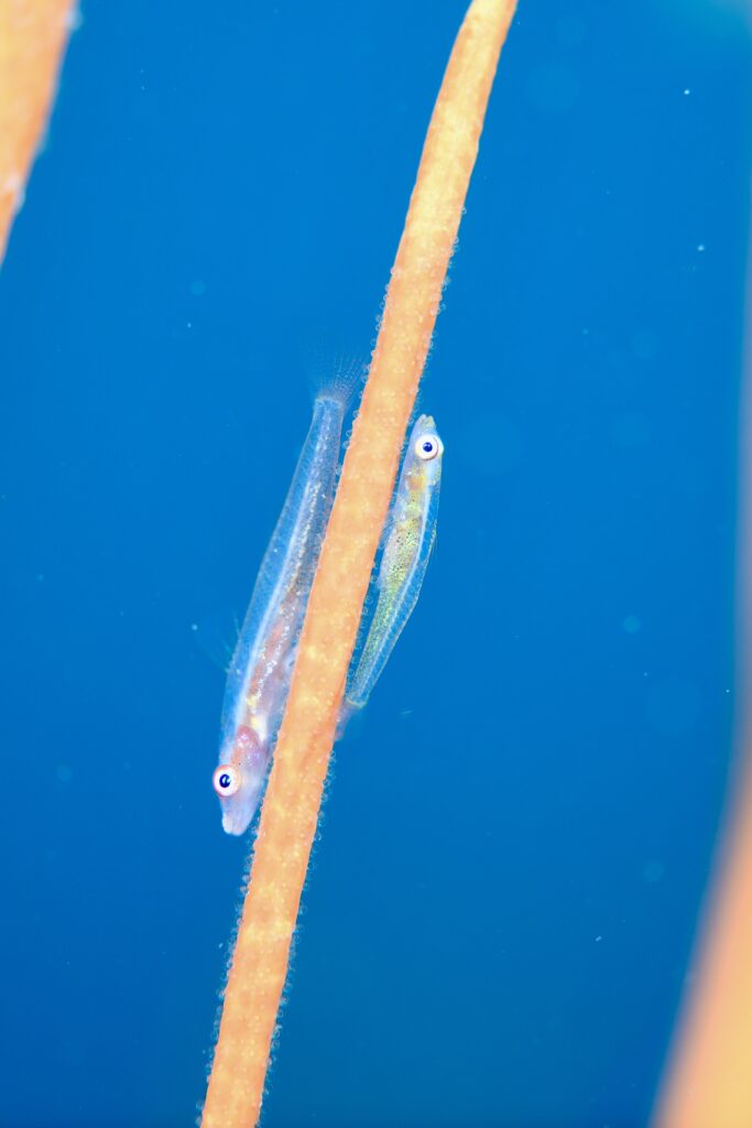 ガラスハゼ産卵