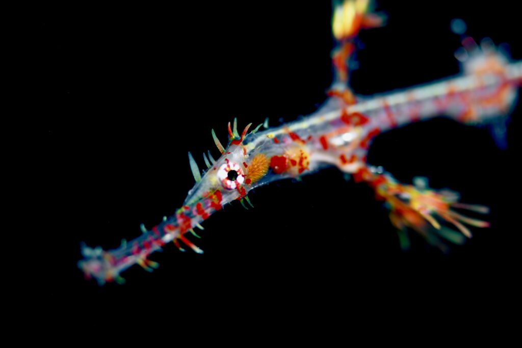 ニシキフウライウオ