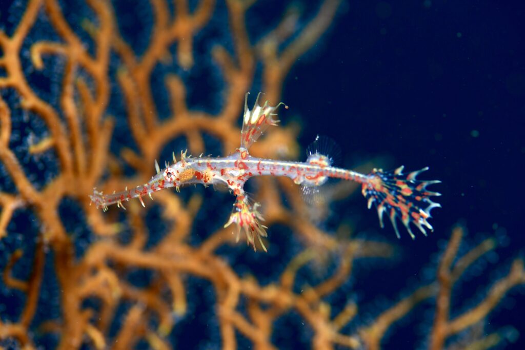 ニシキフウライウオ