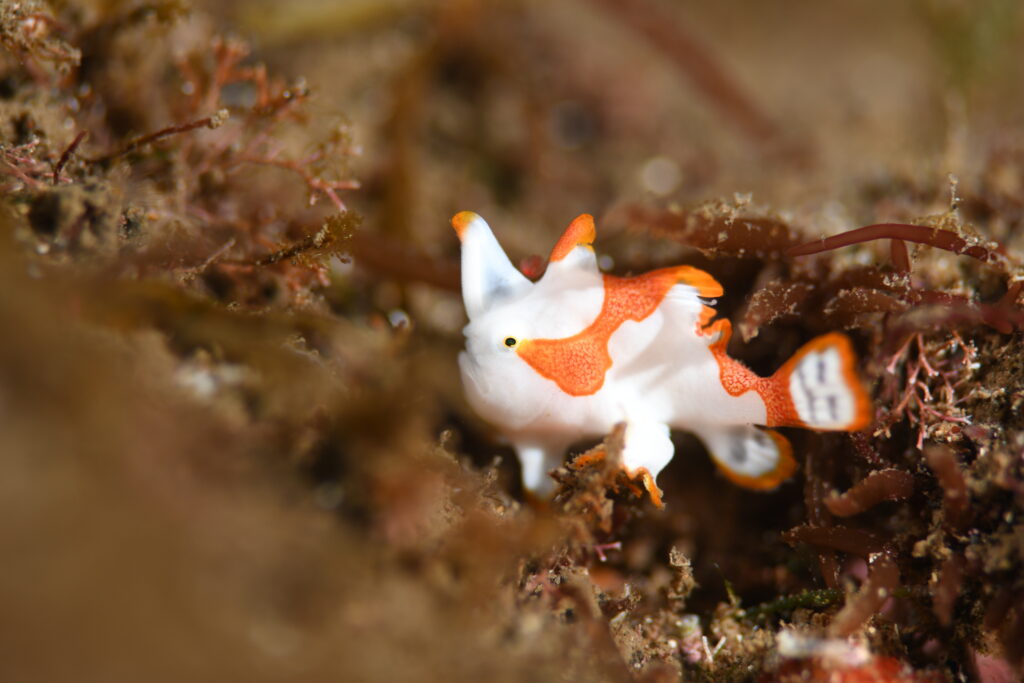 クマドリカエルアンコウ白