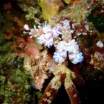 フリソデエビペア