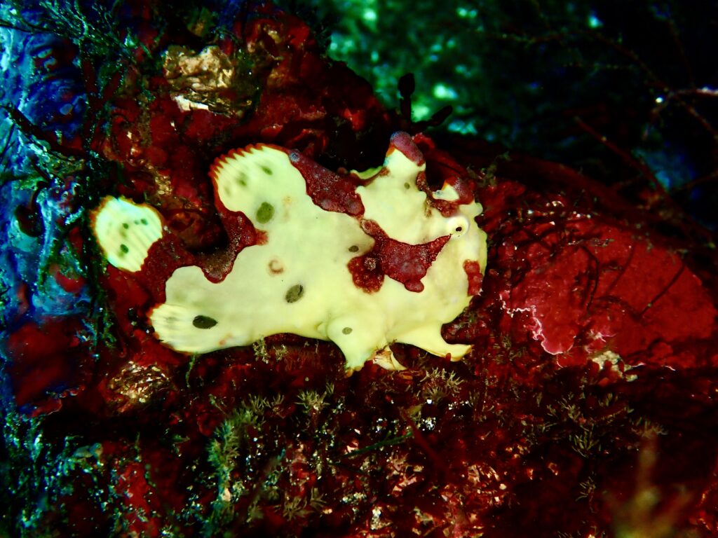 クマドリカエルアンコウ黄