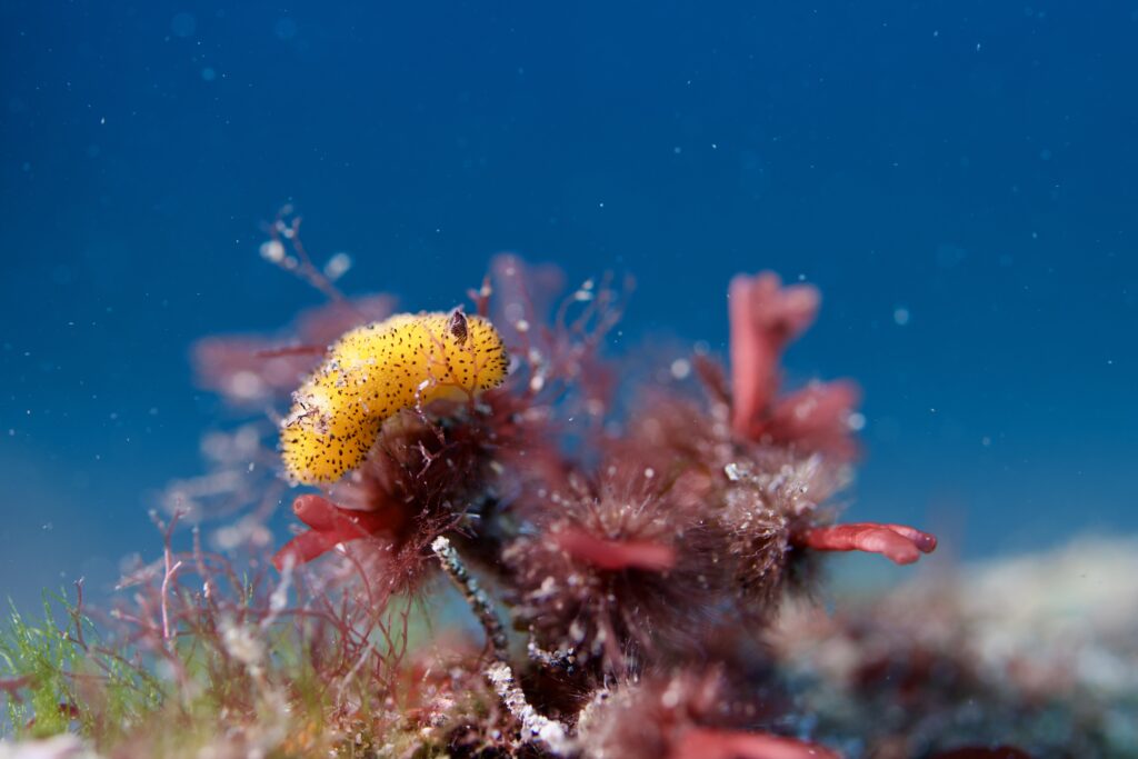 ゴマフビロードウミウシ