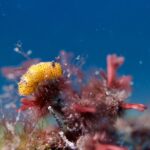 ゴマフビロードウミウシ