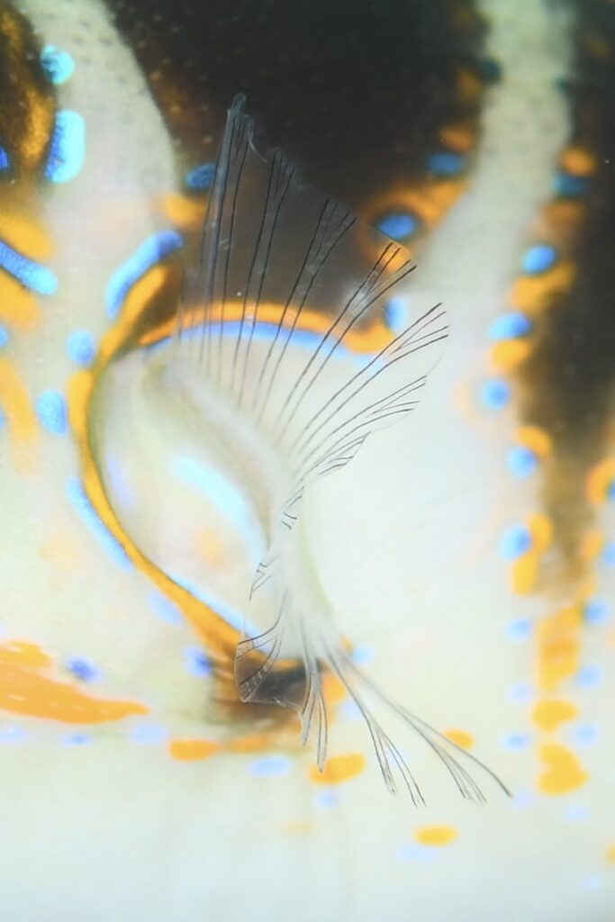 ハナキンチャクフグ