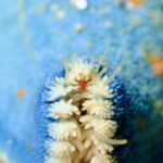 イトマキヒトデ