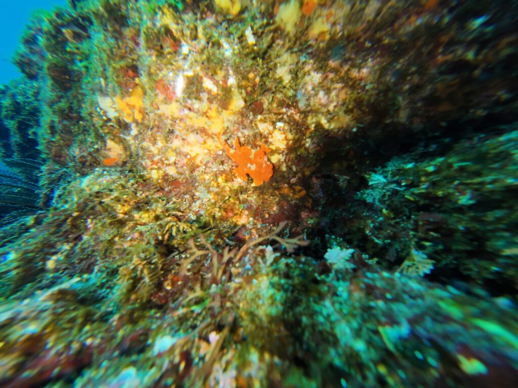 イロカエルアンコウ