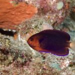 チャイロヤッコ