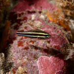 ミナミフトスジイシモチ