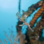 ニシキフウライウオ