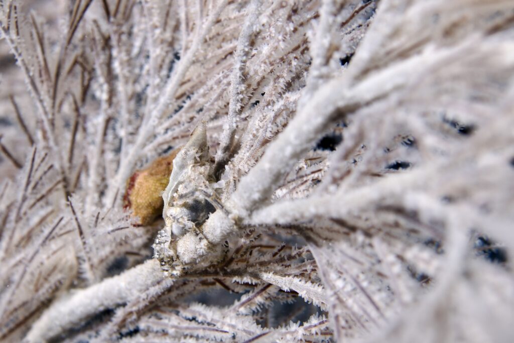 ナカザワイソバナガニ