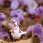 クマドリカエルアンコウ白