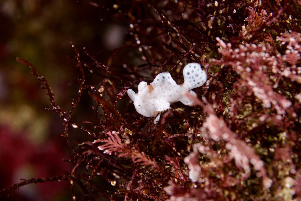 イロカエルアンコウ