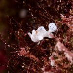 イロカエルアンコウ