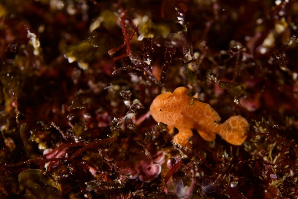 オオモンカエルアンコウ