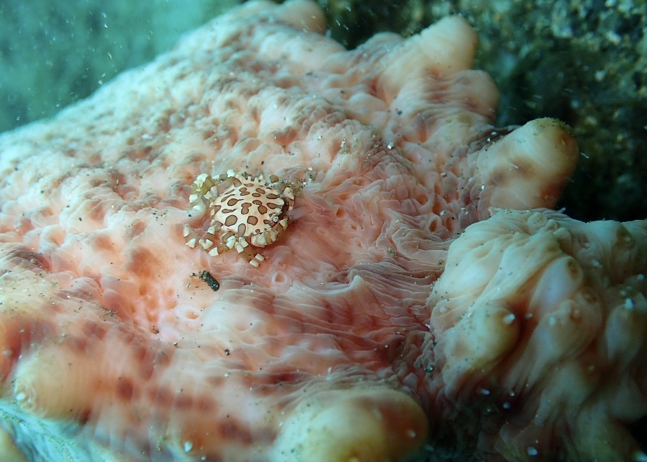 ナマコマルガザミ