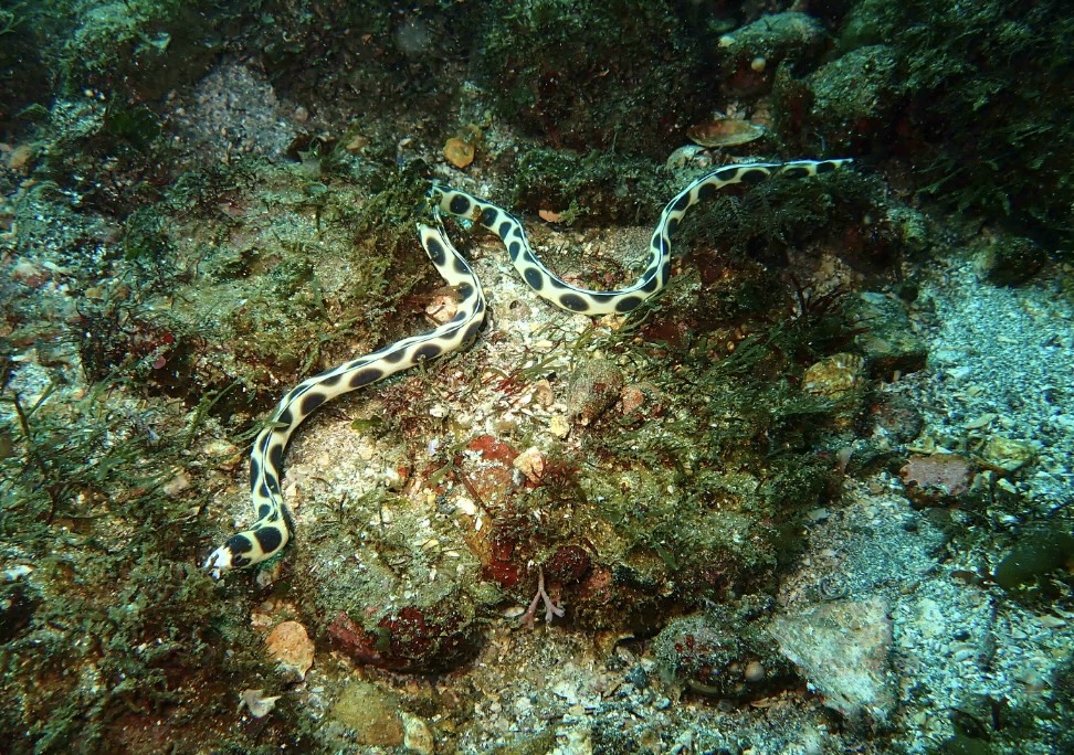 モヨウモンガラドオシ