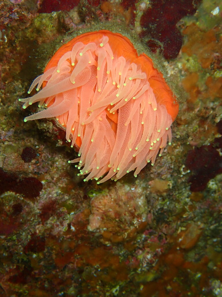 ウチウラタコアシサンゴ