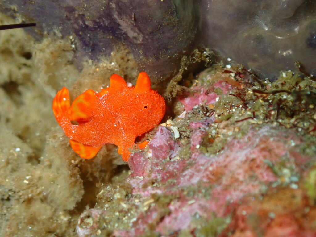 イロカエルアンコウ