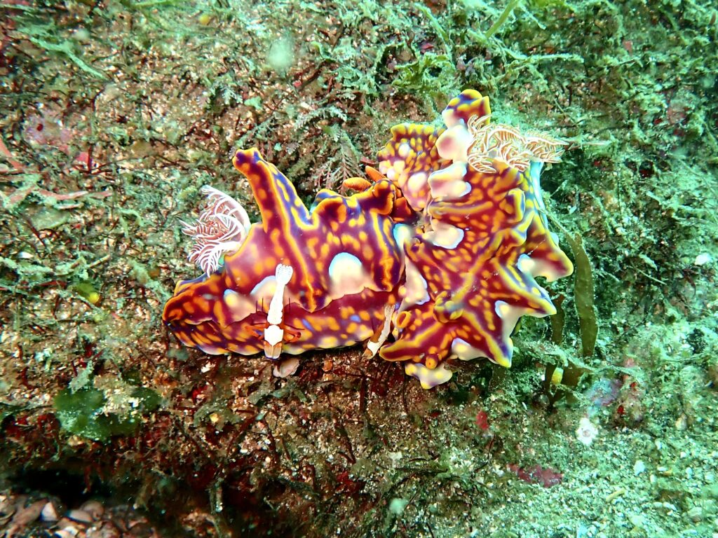 ミアミラウミウシ