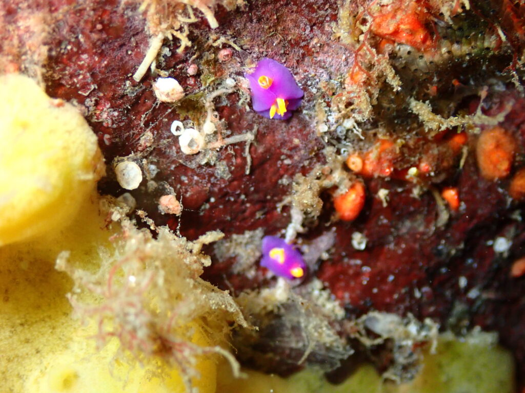 ムラサキウミコチョウ