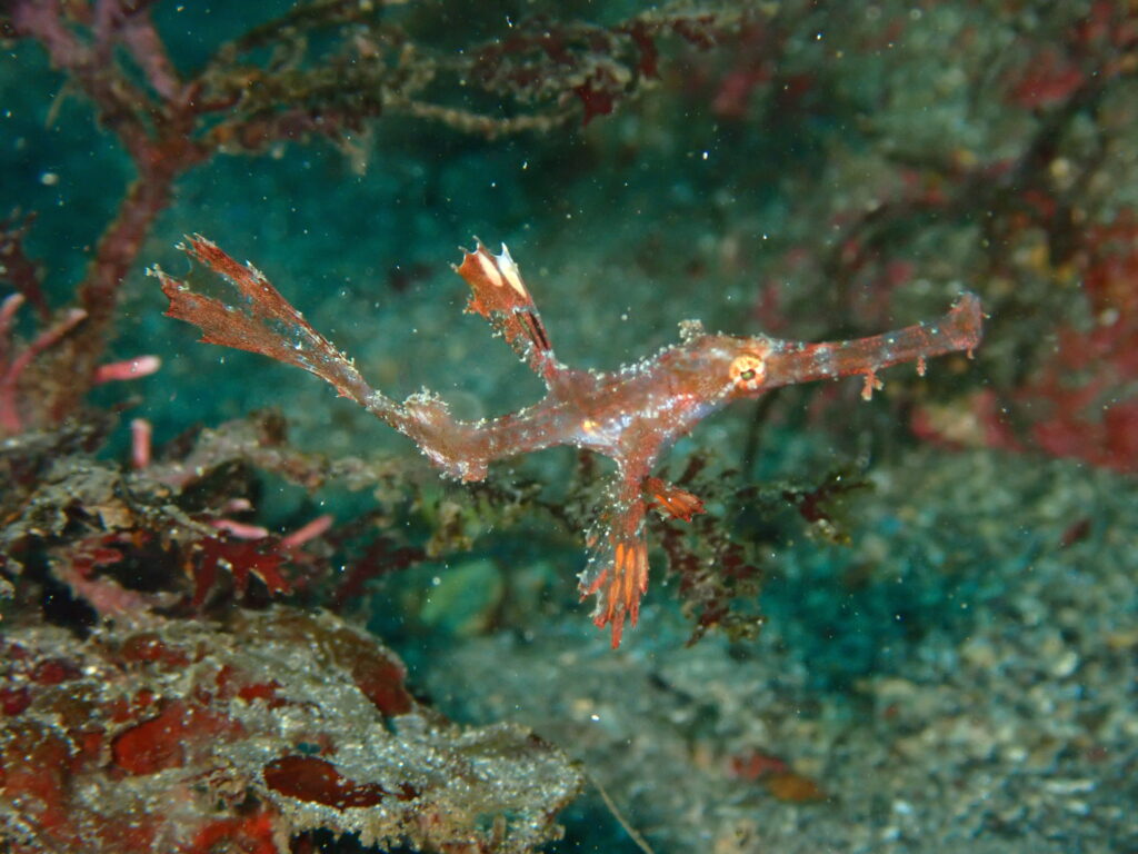 ニシキフウライウオ