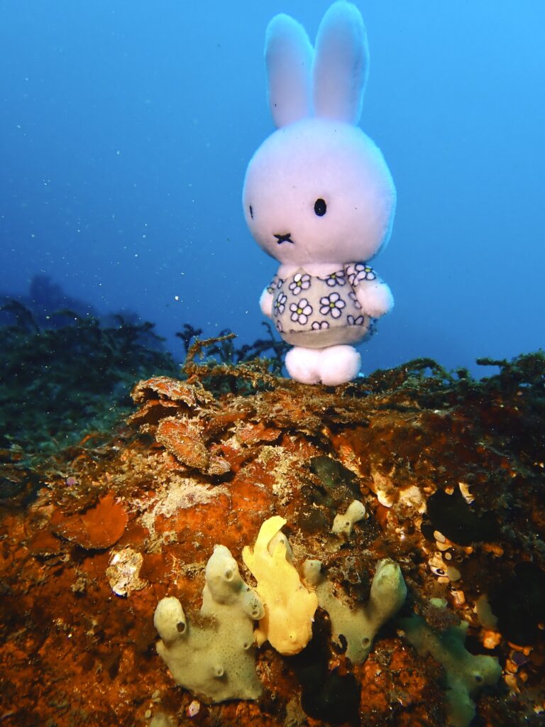 イロカエルアンコウ